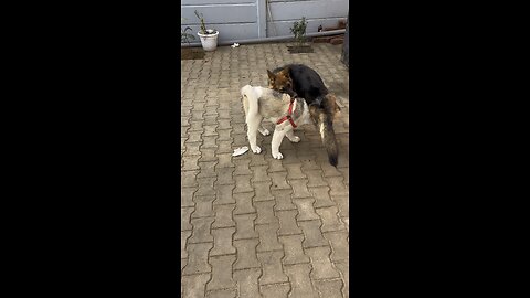 Akita and German Shepherd