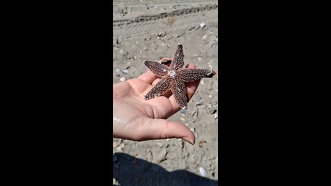 A starfish