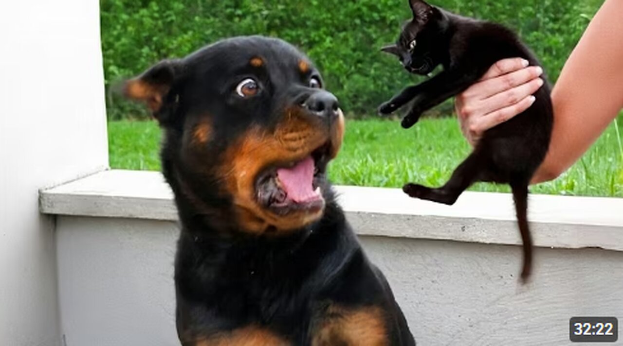 You Will Die Laughing At These Animals 😹 Funniest Cat & Dog and Animal of 2025 Ever!