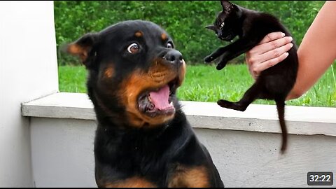 You Will Die Laughing At These Animals 😹 Funniest Cat & Dog and Animal of 2025 Ever!