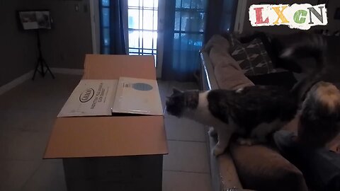 funny videos