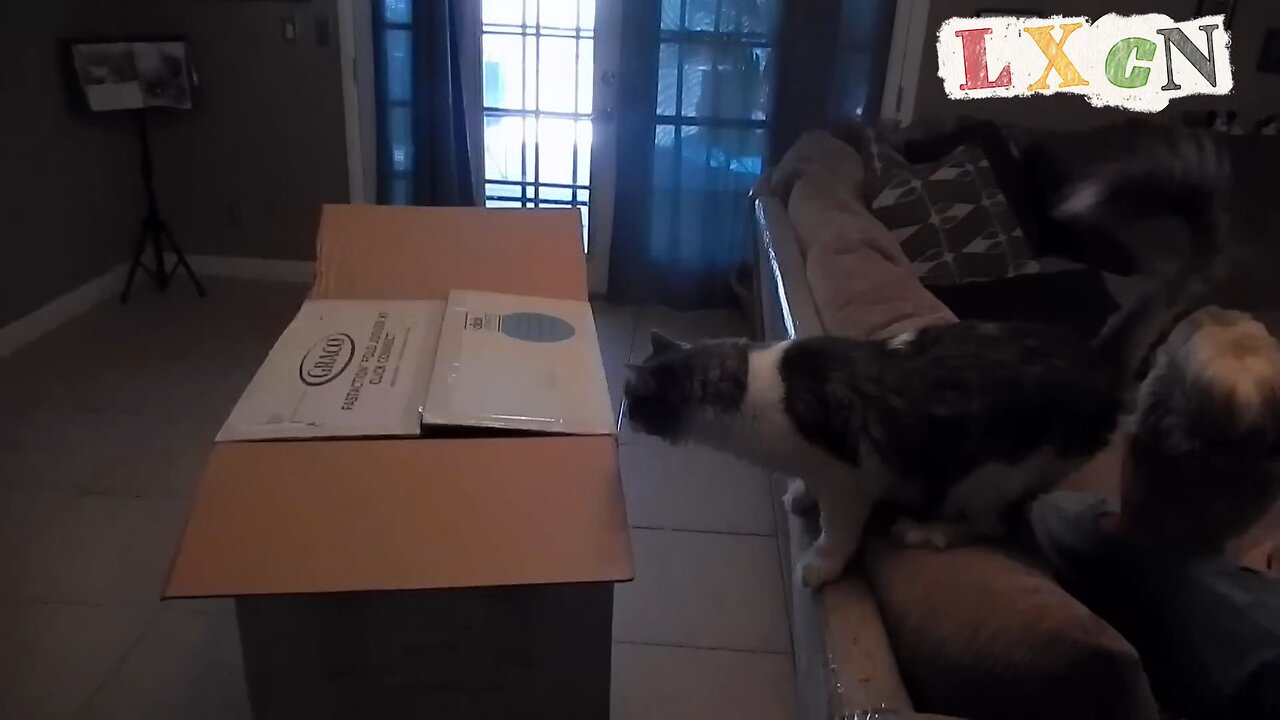 funny videos