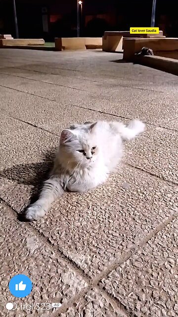 White cat lover Saudia arbia video in garden everyone like the fan #saudia #arbia #catvlog