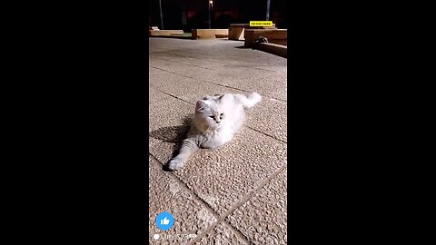White cat lover Saudia arbia video in garden everyone like the fan #saudia #arbia #catvlog