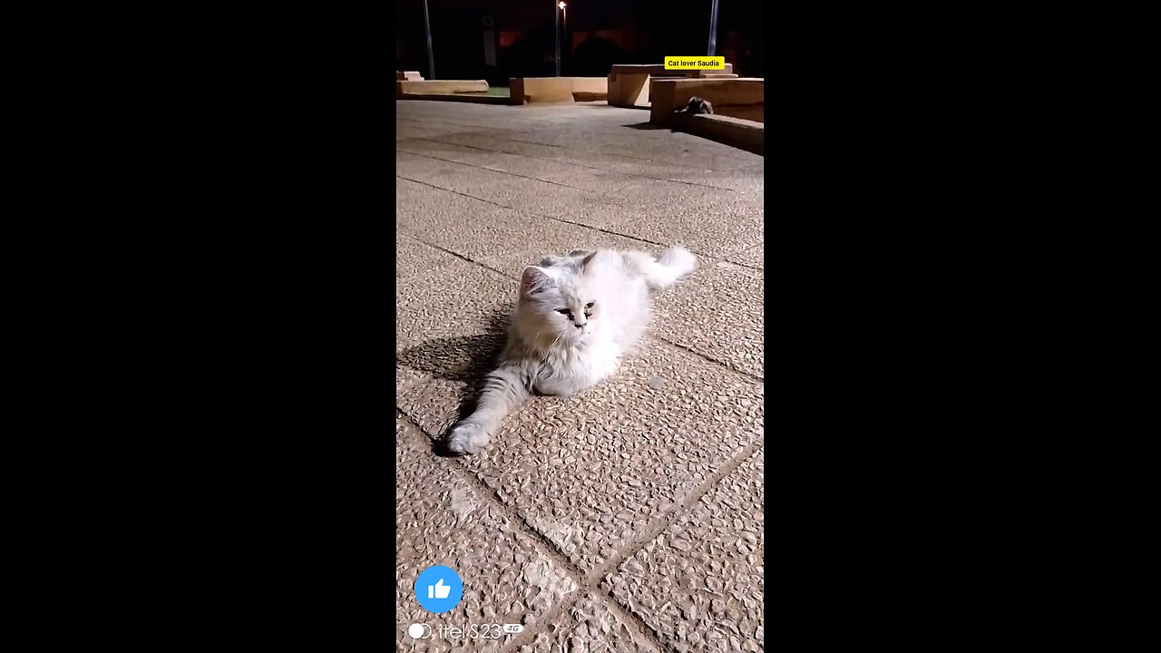 White cat lover Saudia arbia video in garden everyone like the fan #saudia #arbia #catvlog
