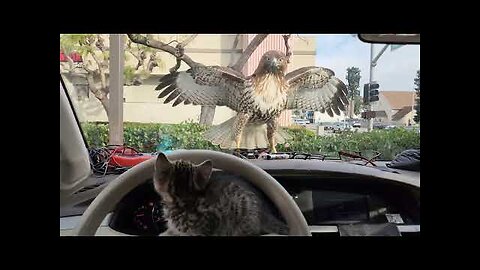 KITTEN ALMOST EATEN BY HAWK