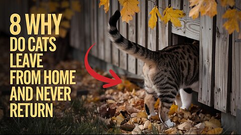 8 Reasons Why Cats Leave Home And Never Return | Pets Guidelines