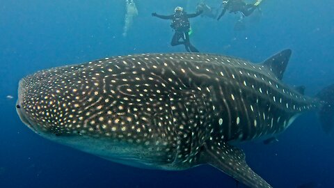 Fall in Love With the Galapagos Islands, a Ruggedly Beautiful World
