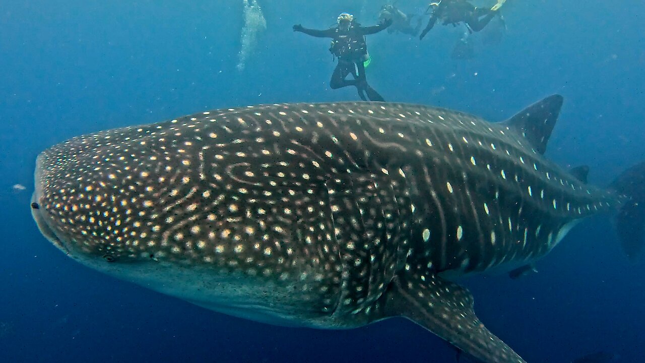 Fall in Love With the Galapagos Islands, a Ruggedly Beautiful World