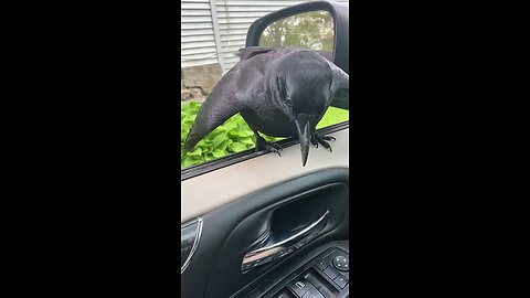 Top crow mimicry Moments 😂