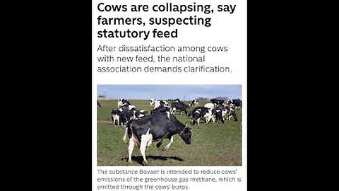 Breaking Denmark Farmer exporter food meat sounds alarm cattle dying & Bill Gates Bovaer