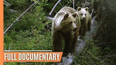 Exploring the Ancient Forests and Peaks of the Tatra Mountains _ Full Documentary