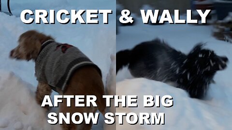 Cricket and Wally Frolic in the Snow after a Big Winter Storm covers the Backyard