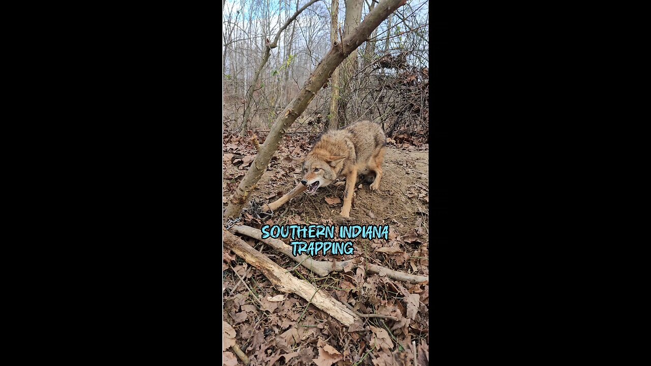 Nice Yote and Bobcat