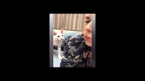 cats and dog funny moments video