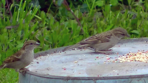 IECV NV #781 - House Sparrows Still Eating Seeds On The Old Wash Basin 4-1-2019