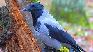 Hooded Crows Around the Tree Stump in Late Fall