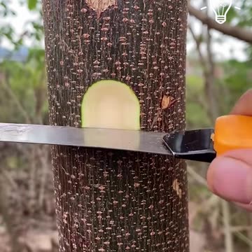 A genius hack for when grafting is needed