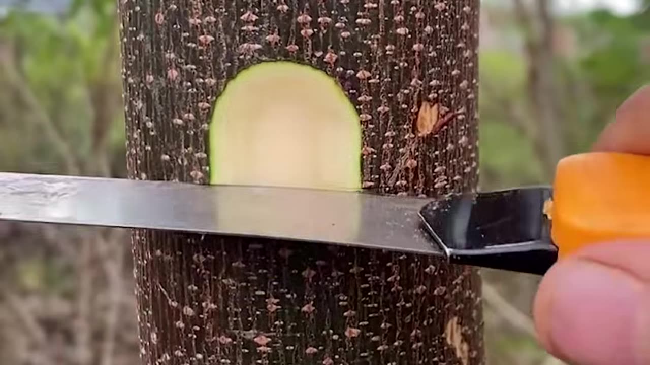 A genius hack for when grafting is needed