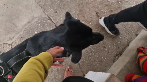 Our dog is so spoiled 🥰