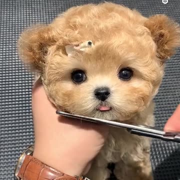 Fresh and cute little haircut.hd