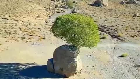 A Tree in the Rock