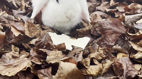 sleepy bunnies stretching after a nap 💤🐇