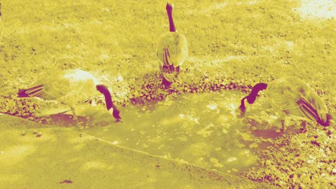 A Walk Along the Shore