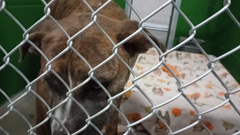 Bear 1y Pet Id 948483 kennel 6b HSSAZ shelter we had our ups & downs We're finding our way2025120586