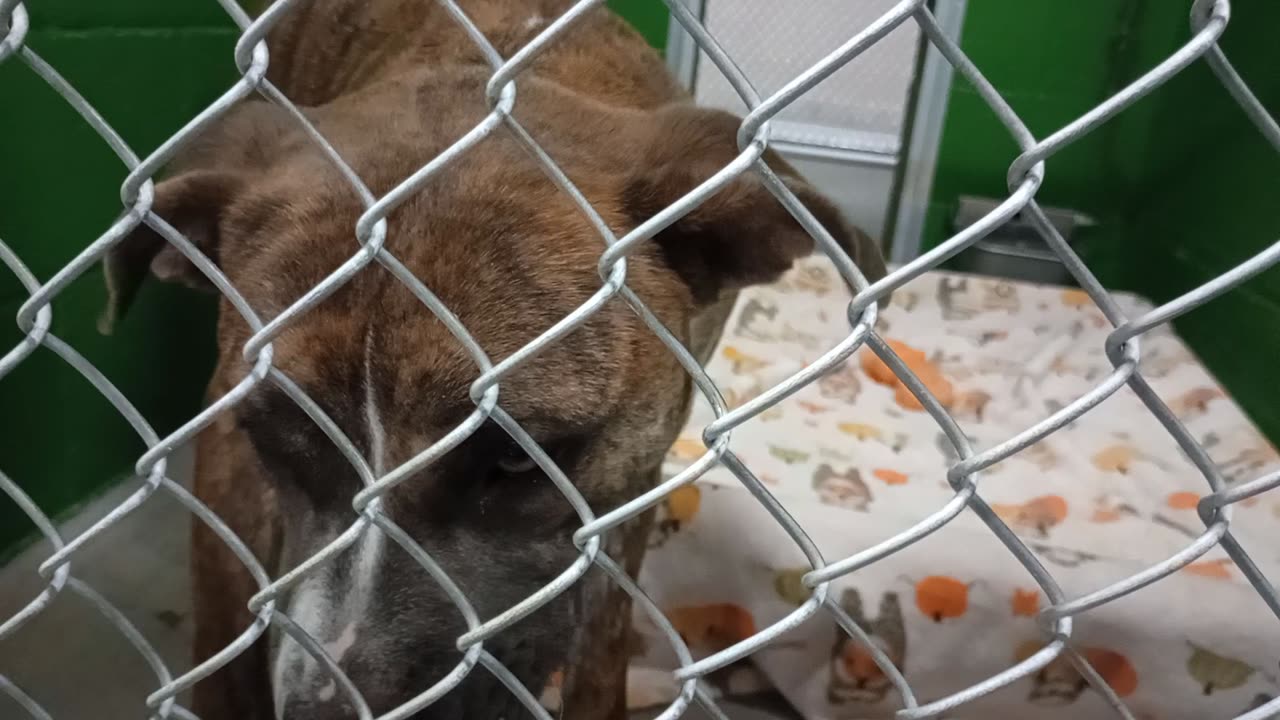 Bear 1y Pet Id 948483 kennel 6b HSSAZ shelter we had our ups & downs We're finding our way2025120586