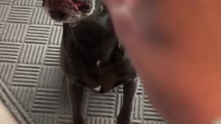 😂🐶 You Won't Believe This Dog's Hilarious Mistake! Dog Loses His Nose | FunFM