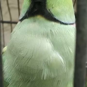 Cute ❤️ parrot toking parrot best tok in Marathi ♥️ MI mithu