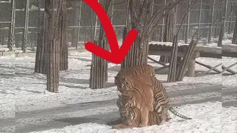 What are these 2 tigers climbing on top of his body for? #viral #shorts