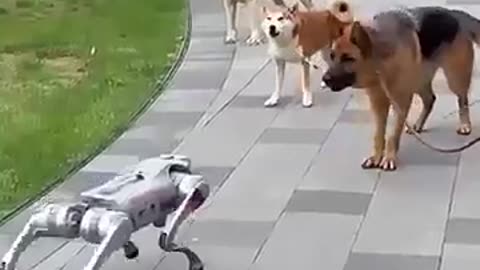 Shocking: Robot Scares Dog, But Cat Stays Cool #trending #animals #wildlife #cat