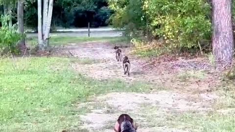 dogs following each other