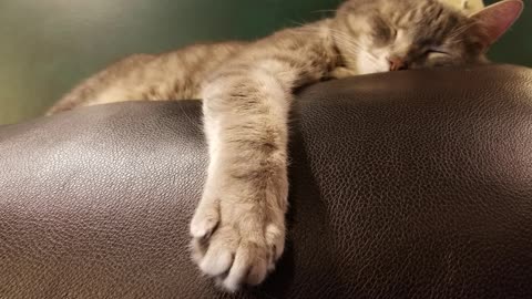 Void floofs practicing phasing out of reality for guardian kitty Cory. #SparklegleamFarm #Bunny