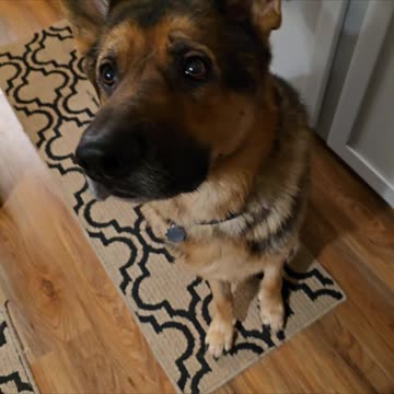 Purina Beggin' Pizza Flavor.