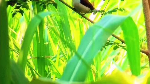 video of beautiful birds in the wild