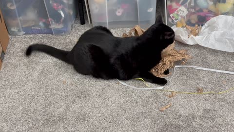 Cute Precious Piper Likes to Shred Packing Material - Adopting a Cat from a Shelter Vlog