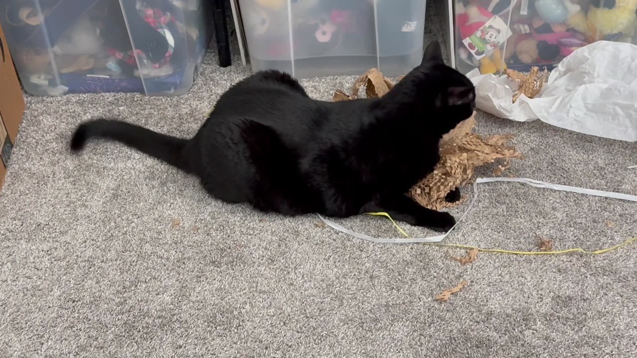 Cute Precious Piper Likes to Shred Packing Material - Adopting a Cat from a Shelter Vlog