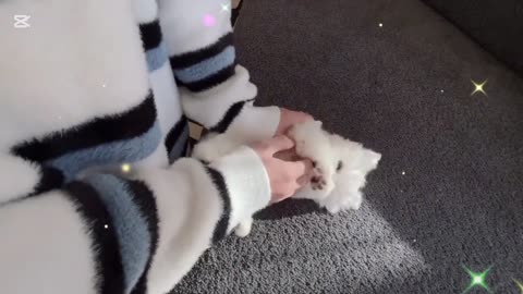 Enjoy the Playful Antics of My Pooch