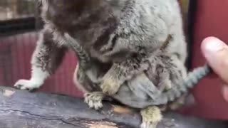 Returning the marmoset babies to mother after a medical check.