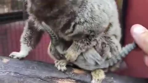 Returning the marmoset babies to mother after a medical check.
