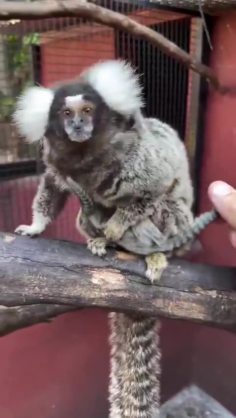 Returning the marmoset babies to mother after a medical check.