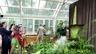 Thousands queue in Sydney to see rare corpse flower bloom