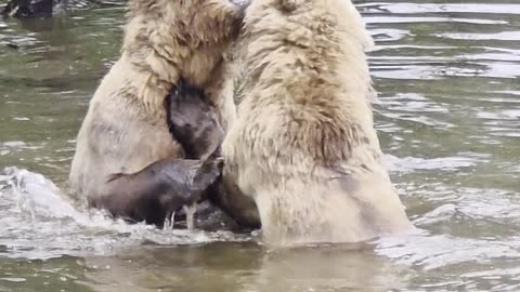 Two Brown Bears Splash And Play At Brooks Falls