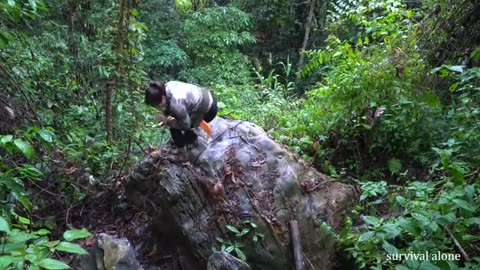 detect traces of porcupine, skills, set traps to catch it, survival alone
