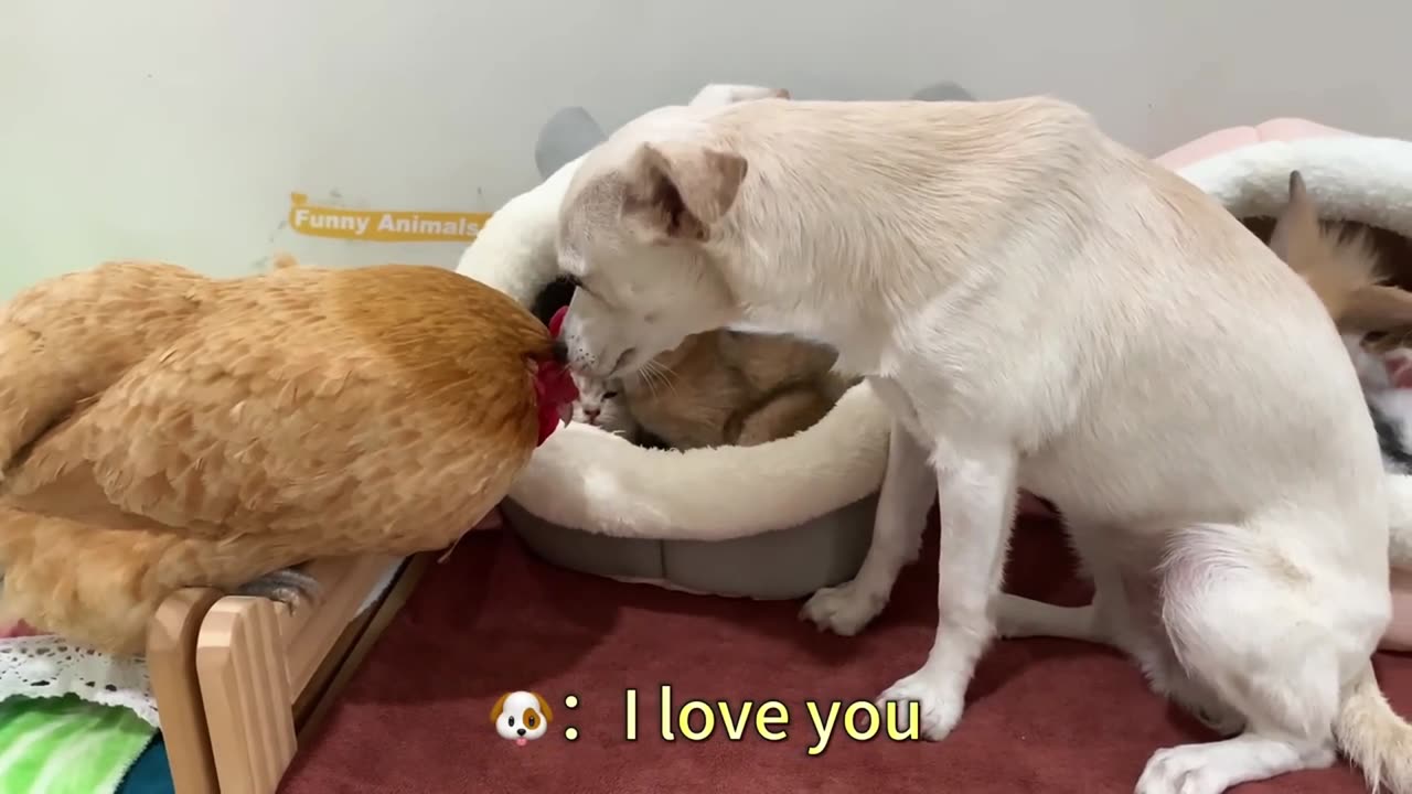 So funny! The cat and rabbit swapped care for their babies, leaving hen and puppy shocked. So cute!