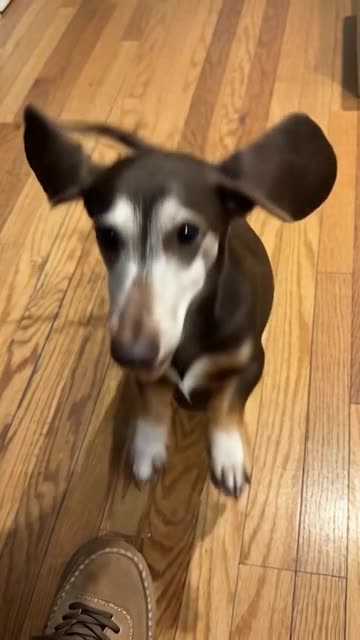 MY DOG HAPPY DANCING