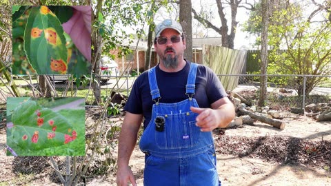 Cedar Rust 101 : Your Guide to Prevention and Cure